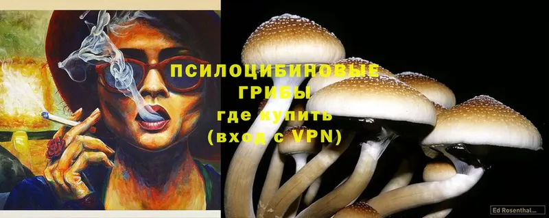 Псилоцибиновые грибы Psilocybe  Каменск-Уральский 